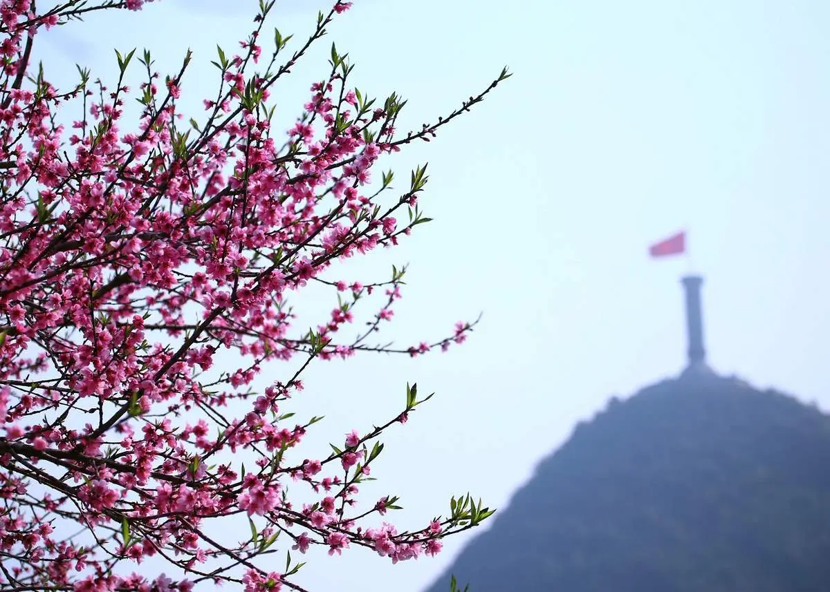Bồi hồi v&ocirc; c&ugrave;ng hương sắc rực rỡ mỗi M&ugrave;a hoa đ&agrave;o đỏ H&agrave; Giang 9