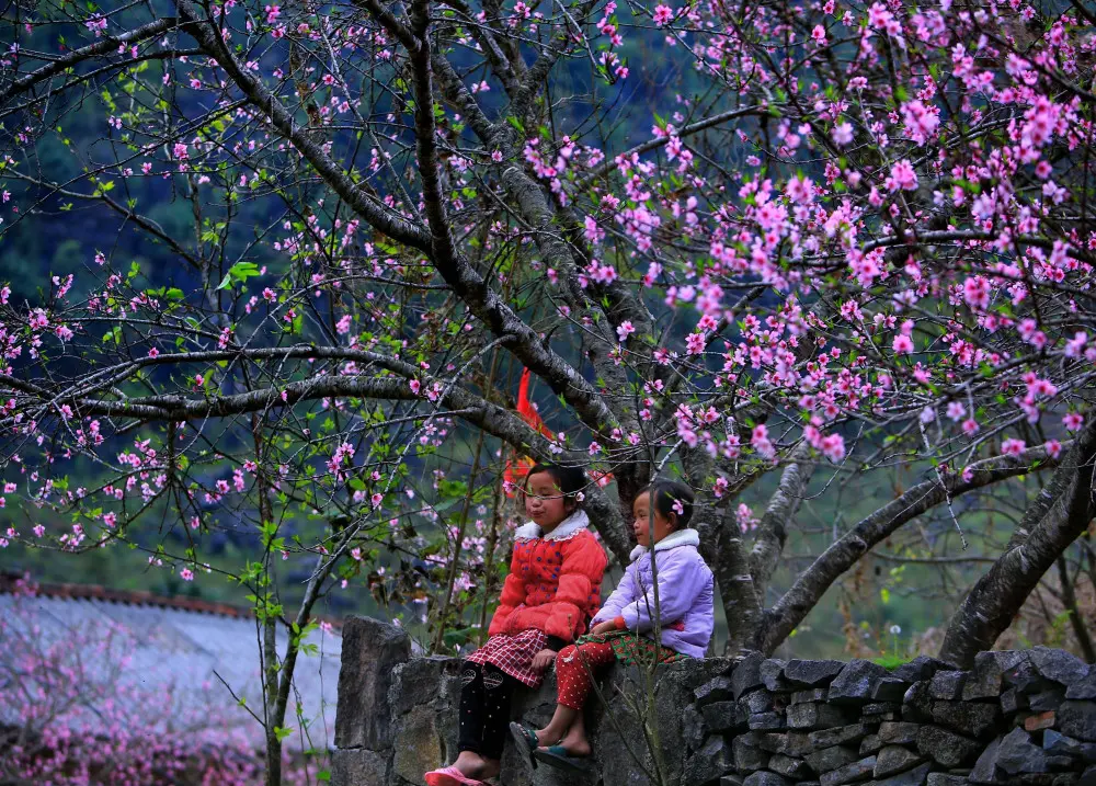 Bồi hồi v&ocirc; c&ugrave;ng hương sắc rực rỡ mỗi M&ugrave;a hoa đ&agrave;o đỏ H&agrave; Giang 5