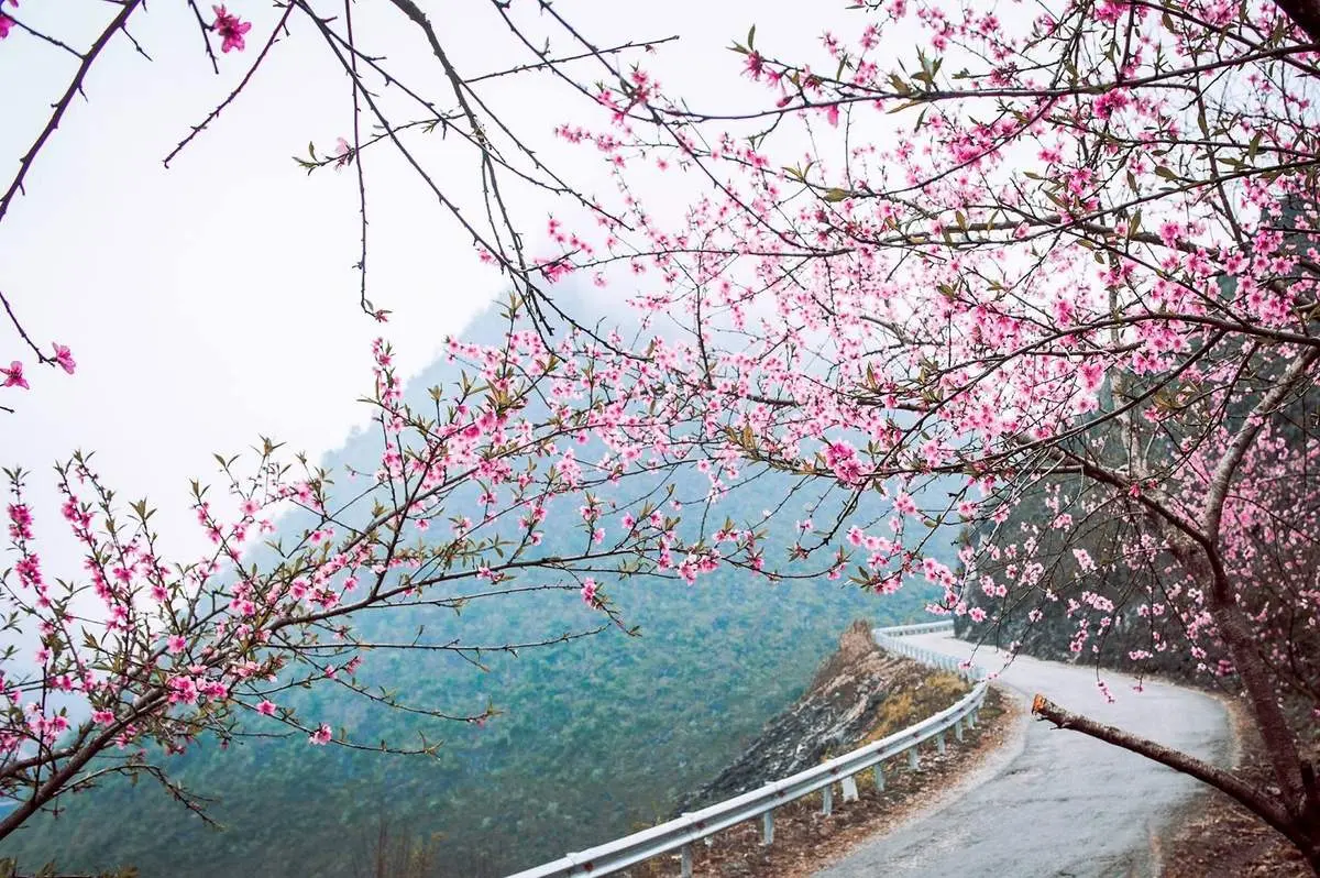 Bồi hồi v&ocirc; c&ugrave;ng hương sắc rực rỡ mỗi M&ugrave;a hoa đ&agrave;o đỏ H&agrave; Giang 4