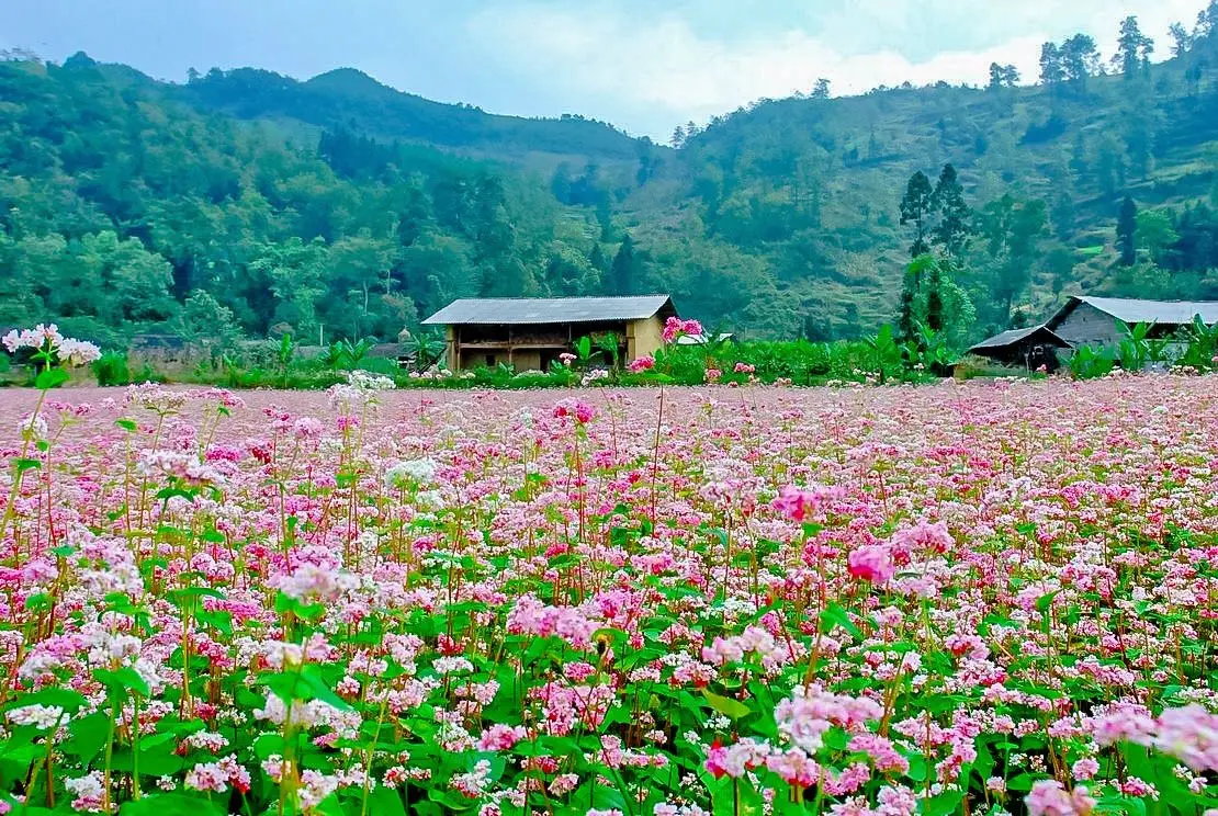 Chẳng thể n&agrave;o ngưng thổn thức trước vẻ đẹp của M&ugrave;a hoa H&agrave; Giang 2