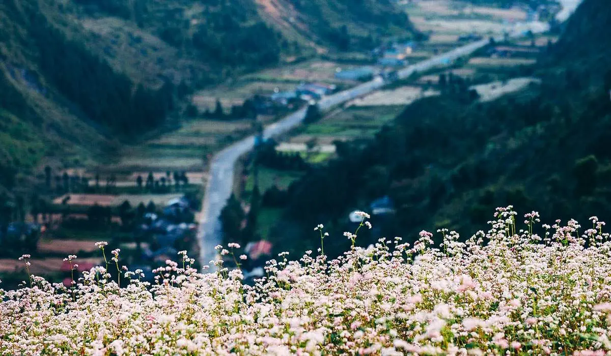 Chẳng thể n&agrave;o ngưng thổn thức trước vẻ đẹp của M&ugrave;a hoa H&agrave; Giang 3