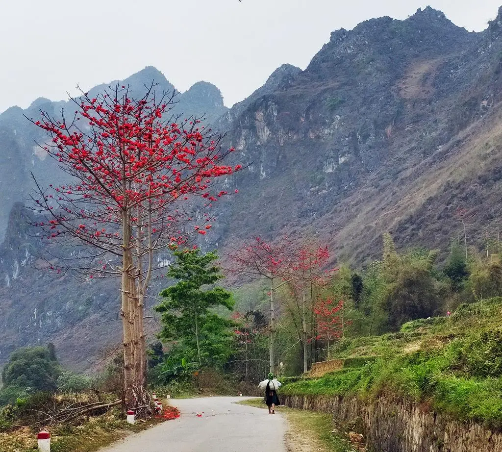 Chẳng thể n&agrave;o ngưng thổn thức trước vẻ đẹp của M&ugrave;a hoa H&agrave; Giang 9