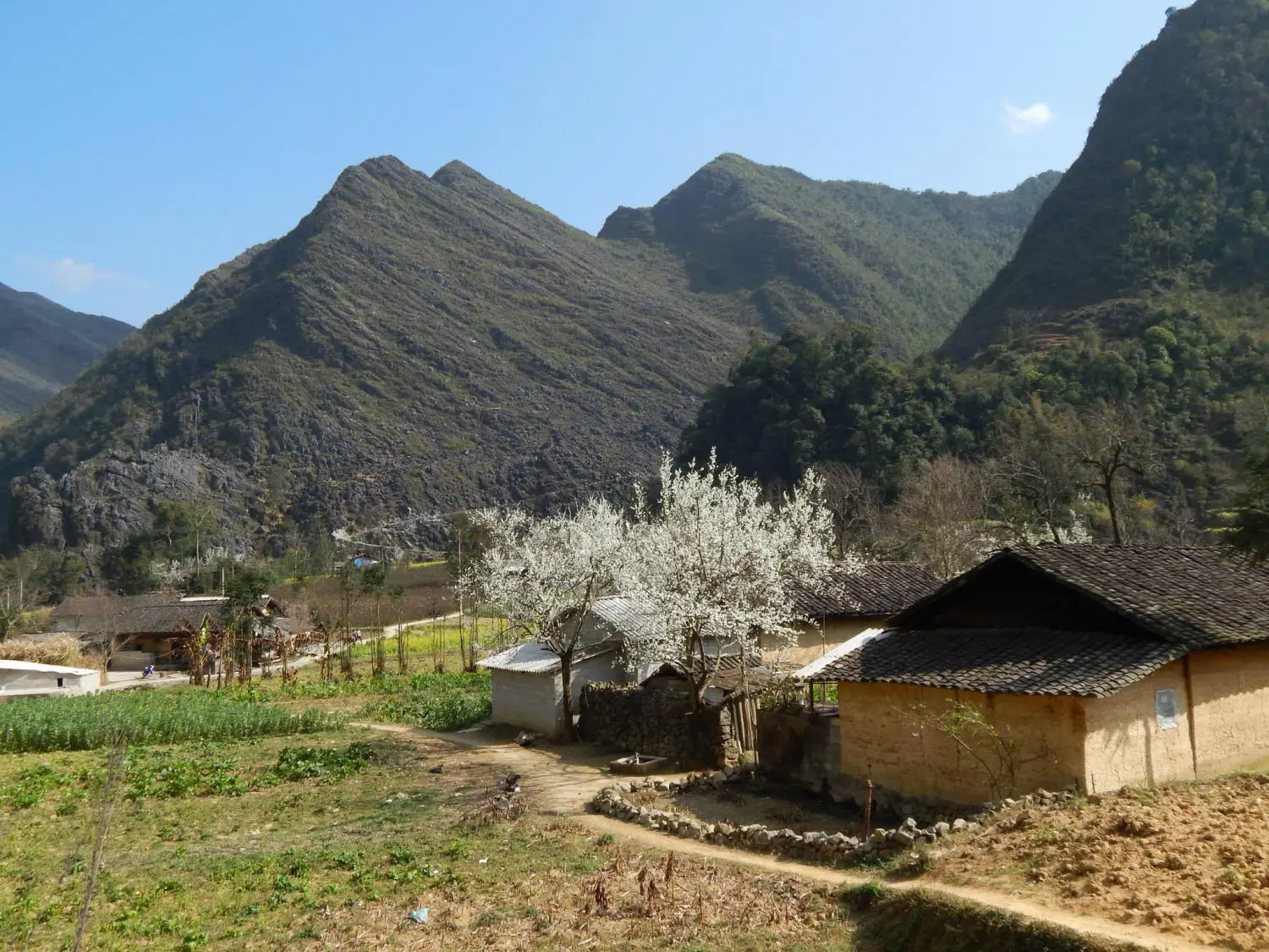Đắm say trước m&ugrave;a hoa l&ecirc; trắng H&agrave; Giang đẹp dịu d&agrave;ng 2