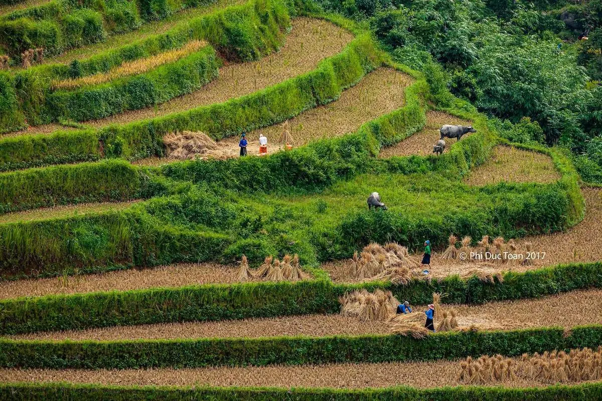 Đến Bản Luốc - S&aacute;n Sả Hồ để ngắm thửa ruộng bậc thang rộng nhất Ho&agrave;ng Su Ph&igrave; 6