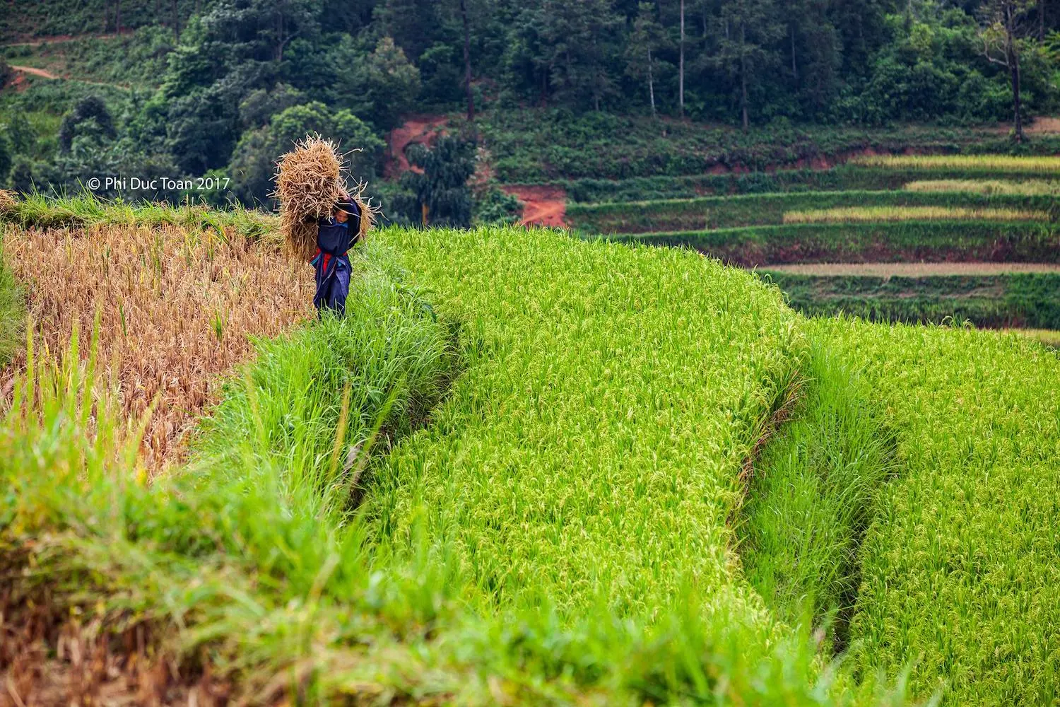 Đến Bản Luốc - S&aacute;n Sả Hồ để ngắm thửa ruộng bậc thang rộng nhất Ho&agrave;ng Su Ph&igrave; 7