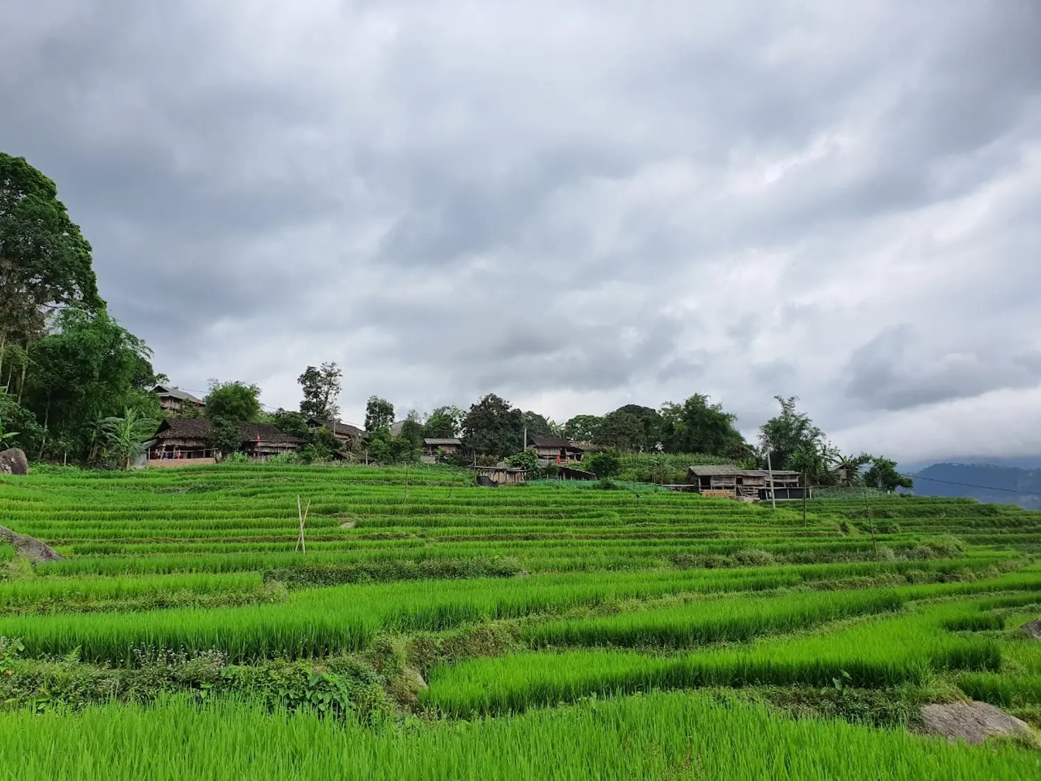 Đến Bản Luốc - S&aacute;n Sả Hồ để ngắm thửa ruộng bậc thang rộng nhất Ho&agrave;ng Su Ph&igrave; 4