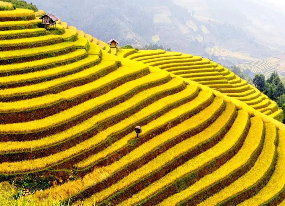 Di sản ruộng bậc thang Ho&agrave;ng Su Ph&igrave; - Kiệt t&aacute;c đất H&agrave; Giang 5