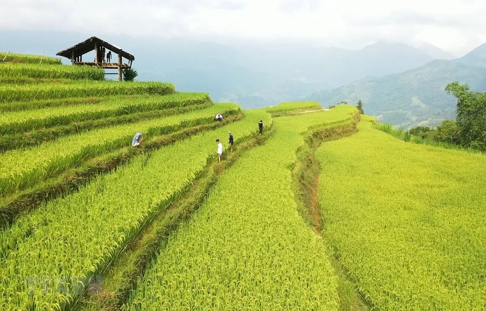 Di sản ruộng bậc thang Ho&agrave;ng Su Ph&igrave; - Kiệt t&aacute;c đất H&agrave; Giang 4