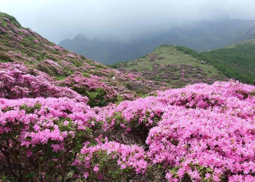 Du lịch Vị Xuy&ecirc;n - H&agrave; Giang: Nơi hoa nở tr&ecirc;n sỏi đ&aacute; kh&ocirc; cằn 3
