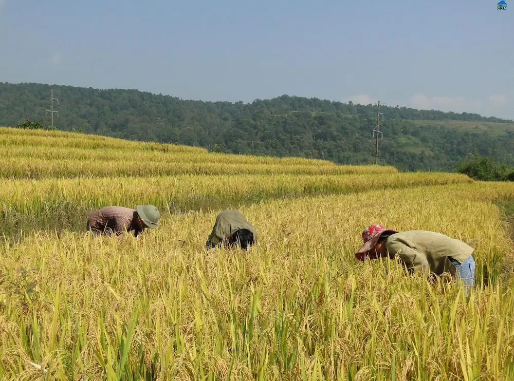 Hồ Thầu &ndash; Mu&ocirc;n thuở vẻ đẹp ruộng bậc thang tại Ho&agrave;ng Su Ph&igrave; 2