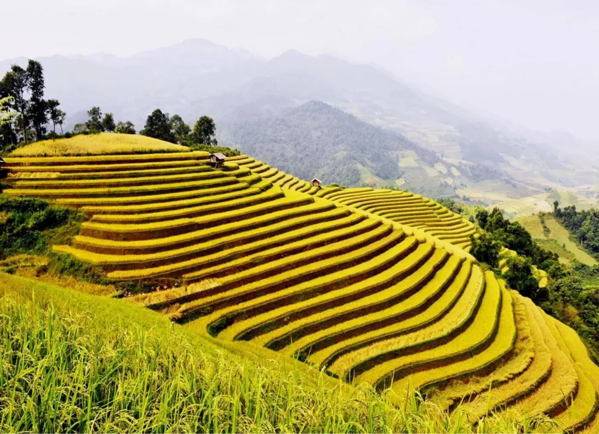Ho&agrave;ng Su Ph&igrave; - Ngỡ ng&agrave;ng vẻ đẹp ruộng bậc thang m&ugrave;a l&uacute;a ch&iacute;n 2