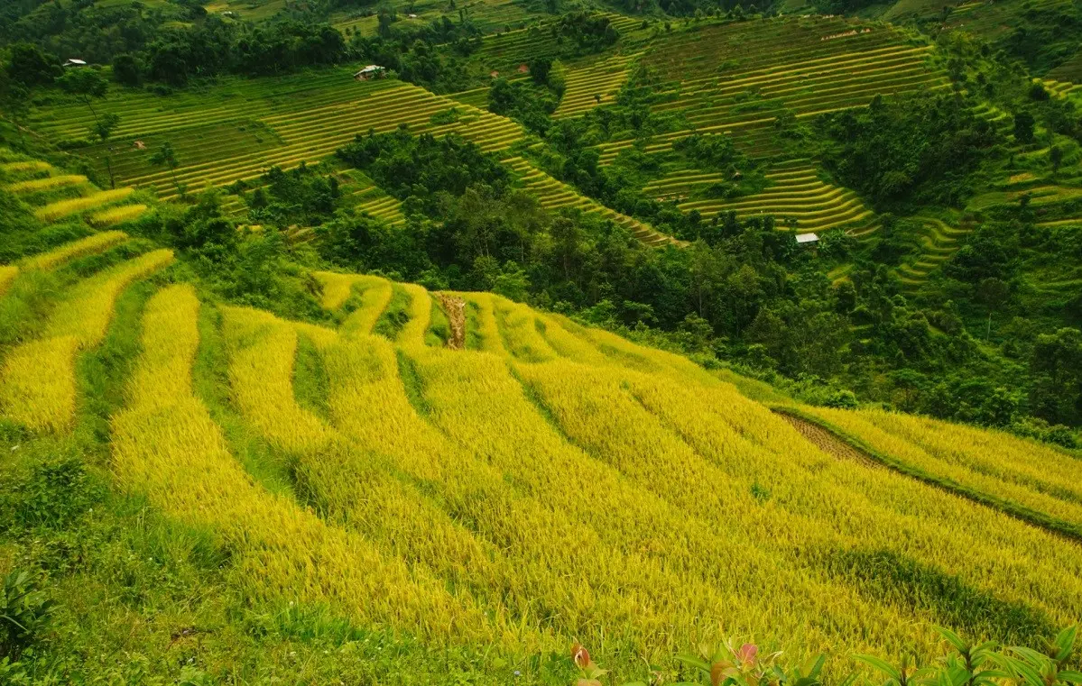 Ho&agrave;ng Su Ph&igrave; - Ngỡ ng&agrave;ng vẻ đẹp ruộng bậc thang m&ugrave;a l&uacute;a ch&iacute;n 5