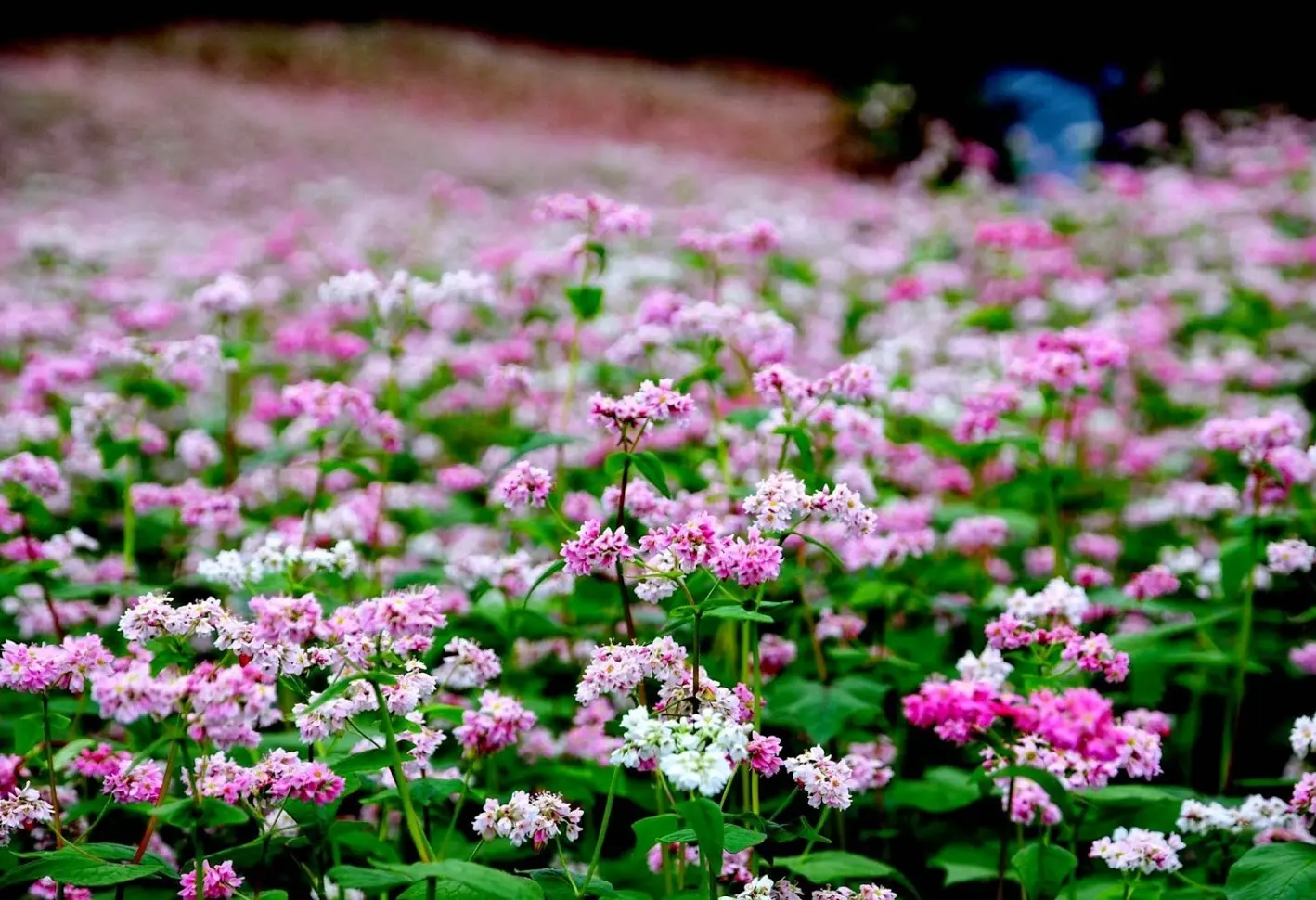 Kh&aacute;m ph&aacute; Dốc Thẩm M&atilde; - Cung đường đ&egrave;o đầy ấn tượng tr&ecirc;n đất H&agrave; Giang 5