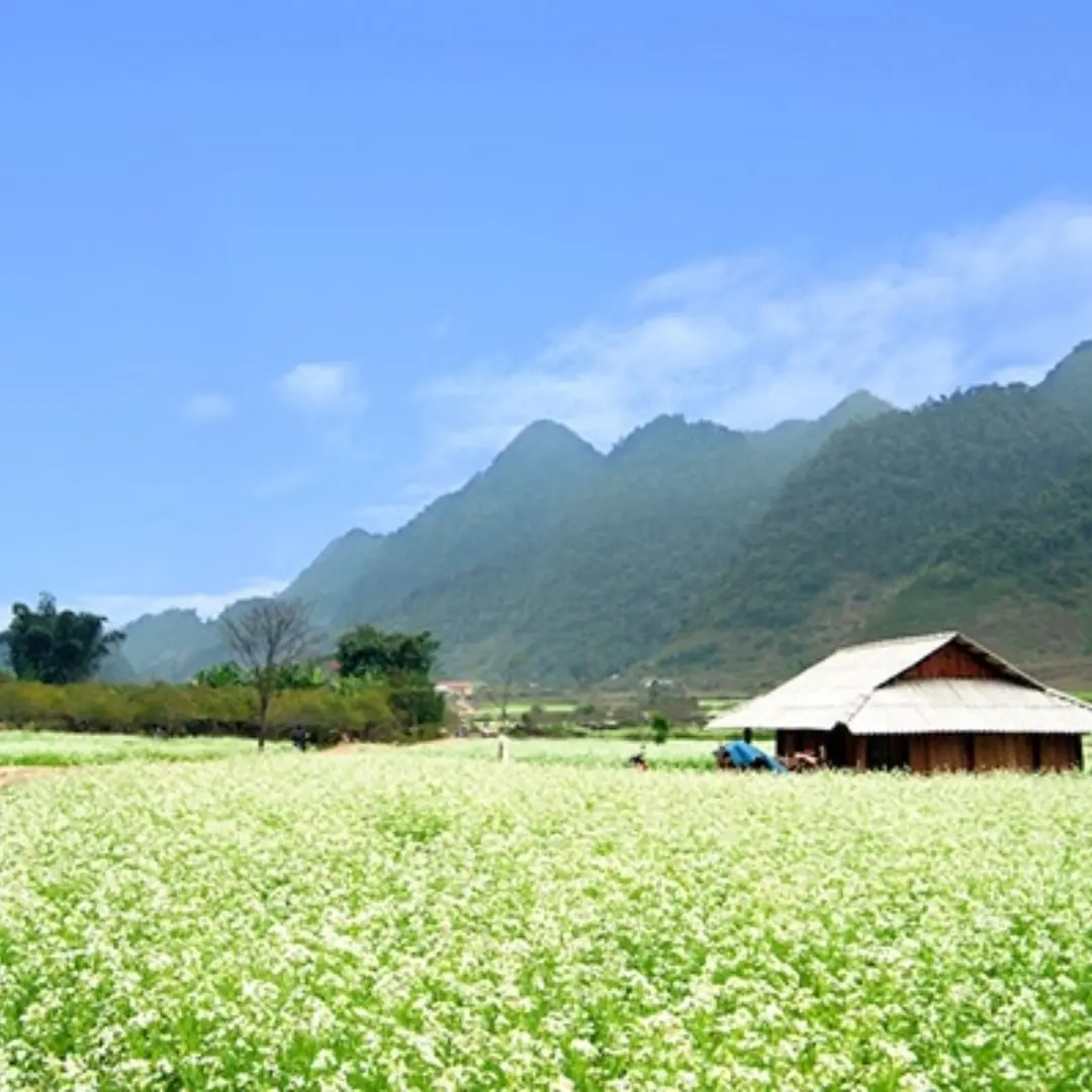 M&ugrave;a hoa cải trắng H&agrave; Giang &ndash; M&ugrave;a hoa thương nhớ với n&eacute;t mộc mạc, n&ecirc;n thơ 4
