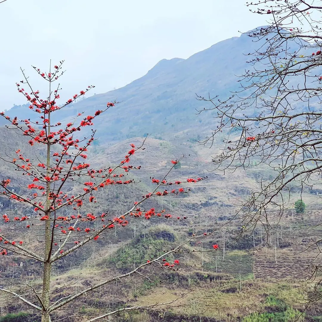 M&ugrave;a hoa gạo H&agrave; Giang bừng sắc đỏ khắp Cao nguy&ecirc;n đ&aacute; 5