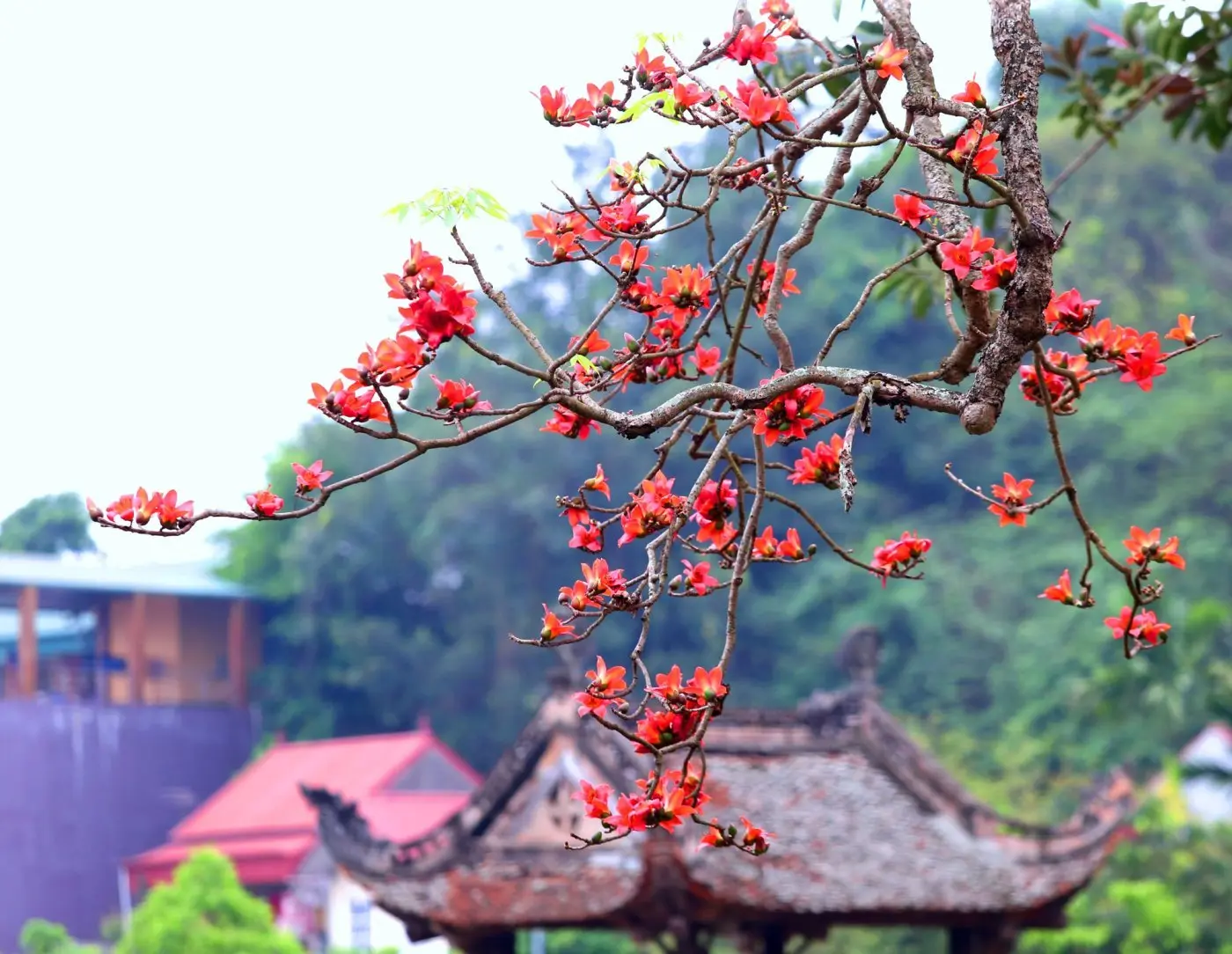 M&ugrave;a hoa gạo H&agrave; Giang bừng sắc đỏ khắp Cao nguy&ecirc;n đ&aacute; 4