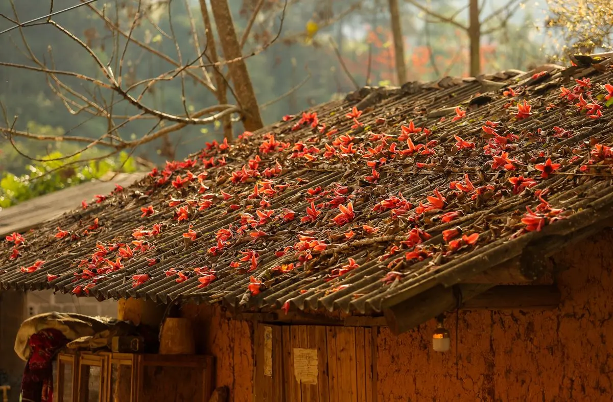 M&ugrave;a hoa gạo H&agrave; Giang bừng sắc đỏ khắp Cao nguy&ecirc;n đ&aacute; 6