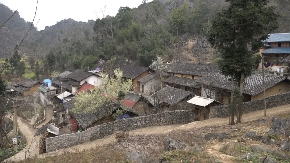 M&ugrave;a hoa tam gi&aacute;c mạch H&agrave; Giang - Ngắm nh&igrave;n một H&agrave; Giang rực rỡ dịp cuối năm 5