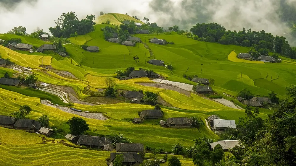 M&ugrave;a v&agrave;ng Ho&agrave;ng Su Ph&igrave; - N&eacute;t đẹp b&igrave;nh y&ecirc;n giữa chốn cao nguy&ecirc;n 4