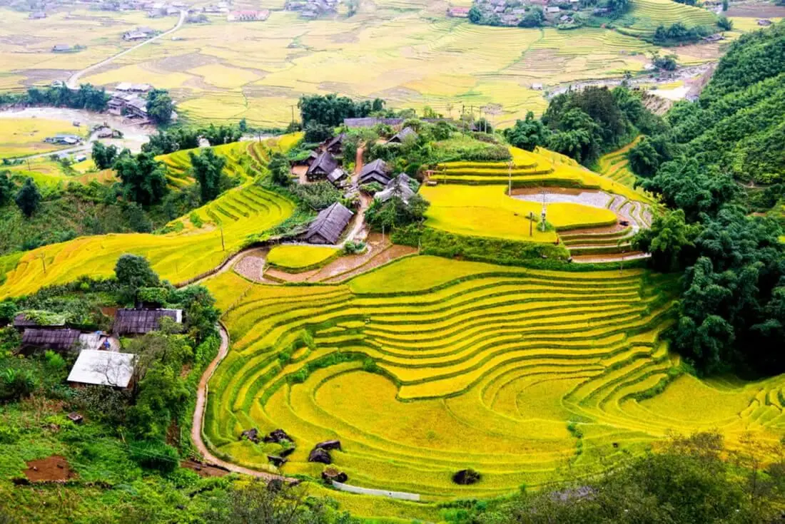 M&ugrave;a v&agrave;ng Ho&agrave;ng Su Ph&igrave; - N&eacute;t đẹp b&igrave;nh y&ecirc;n giữa chốn cao nguy&ecirc;n 2
