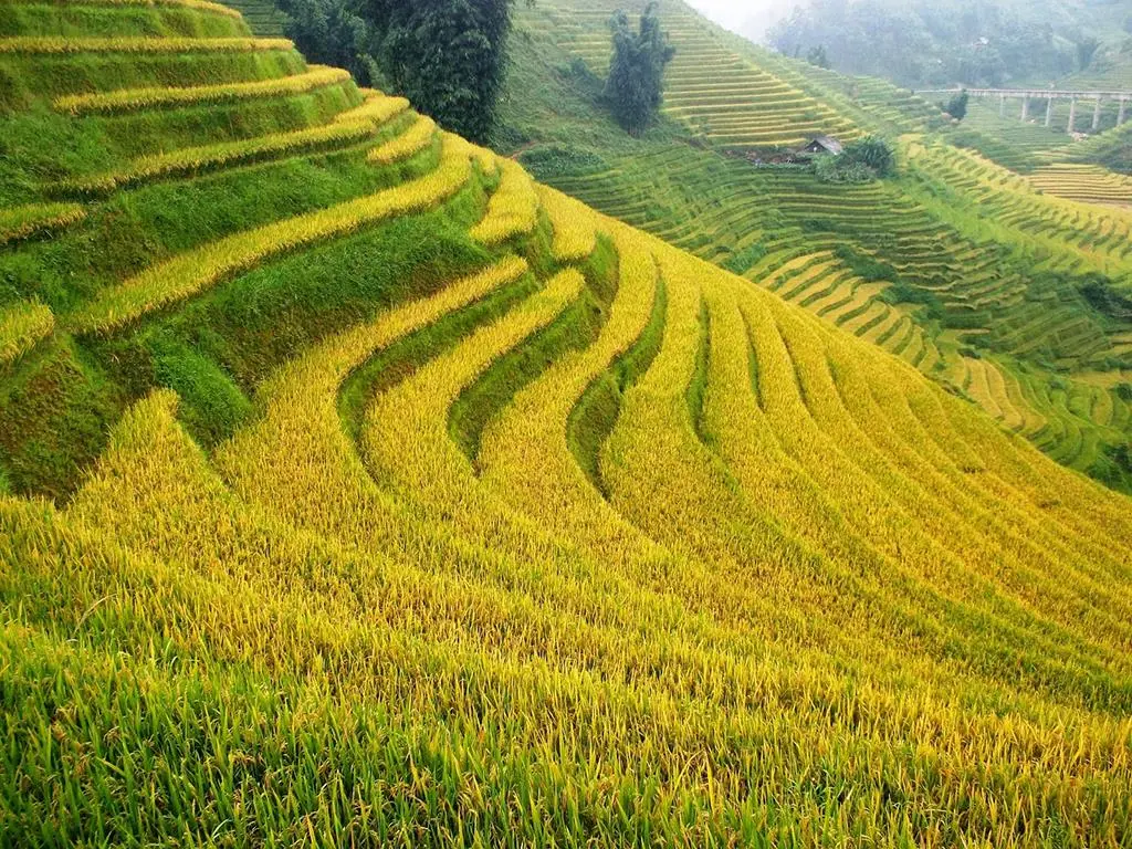 M&ugrave;a v&agrave;ng Ho&agrave;ng Su Ph&igrave; - N&eacute;t đẹp b&igrave;nh y&ecirc;n giữa chốn cao nguy&ecirc;n 6