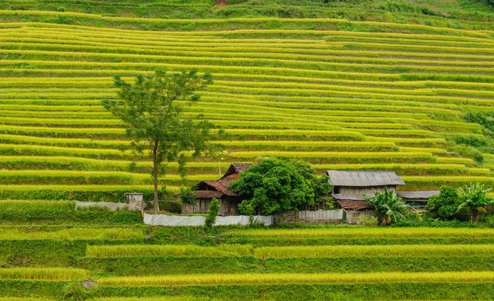 M&ugrave;a v&agrave;ng Ho&agrave;ng Su Ph&igrave; - N&eacute;t đẹp b&igrave;nh y&ecirc;n giữa chốn cao nguy&ecirc;n 3