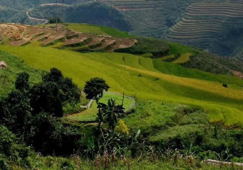 Phượt trải nghiệm cung đường rừng th&ocirc;ng Y&ecirc;n Minh reo vui 7