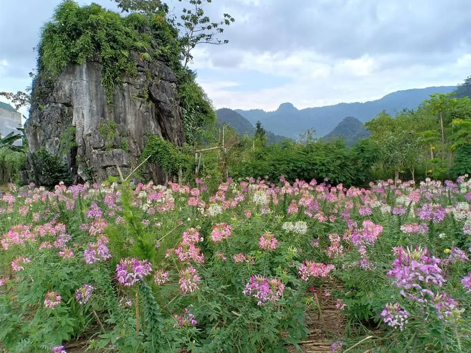 Săn m&ugrave;a hoa tam gi&aacute;c mạc ở Thạch Sơn Thần H&agrave; Giang kỳ b&iacute; 5