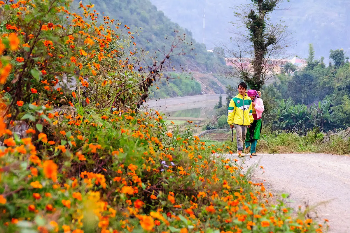 Thương nhớ m&ugrave;a hoa c&uacute;c dại H&agrave; Giang đẹp đắm say l&ograve;ng người 5