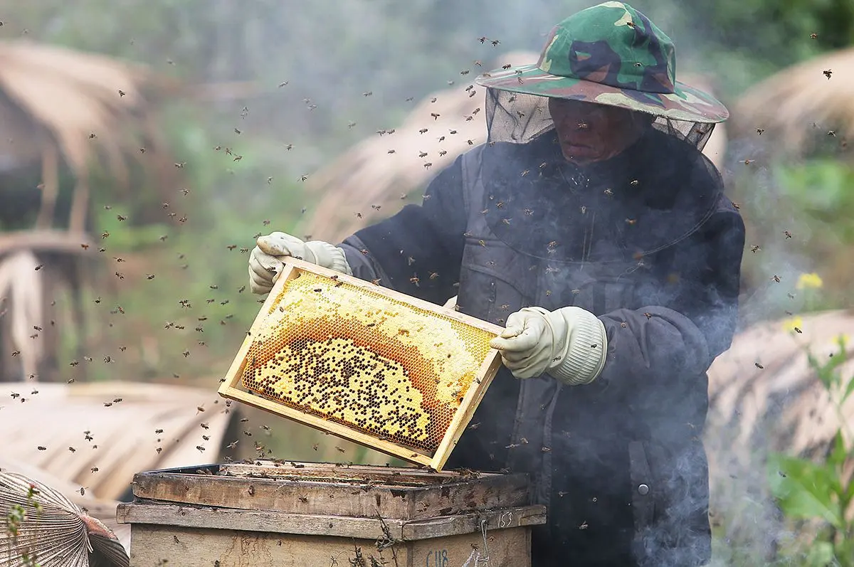 Về m&ugrave;a hoa bạc h&agrave; H&agrave; Giang thu hoạch mật ong rừng nguy&ecirc;n chất 6