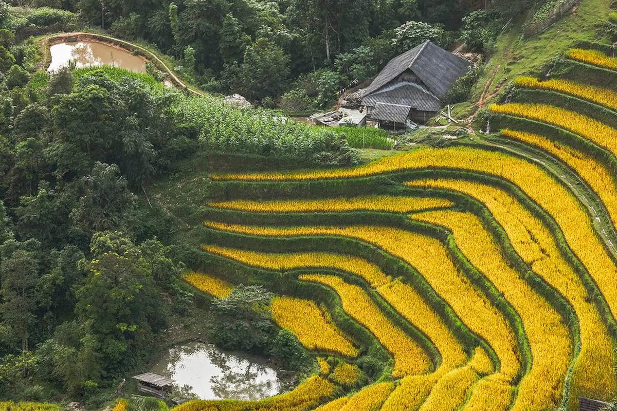 Về Nậm Ty m&ugrave;a l&uacute;a ch&iacute;n tại Ho&agrave;ng Su Ph&igrave; 4