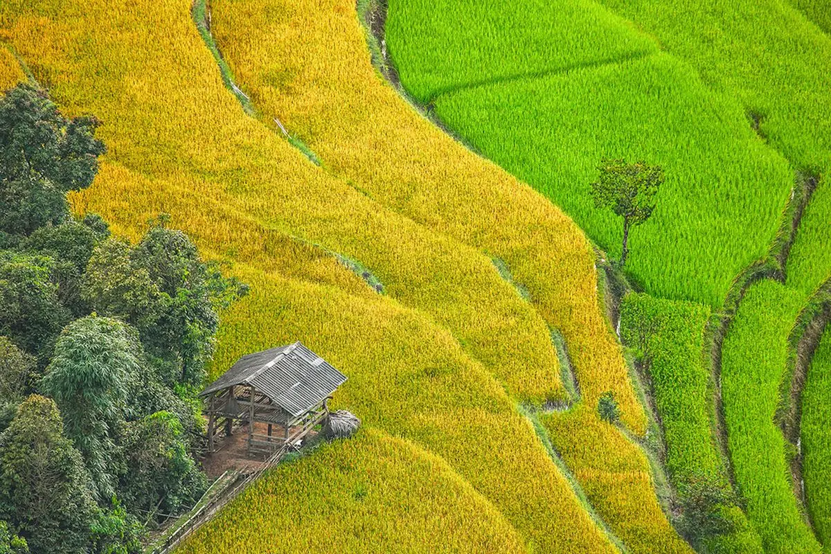 Về Nậm Ty m&ugrave;a l&uacute;a ch&iacute;n tại Ho&agrave;ng Su Ph&igrave; 3