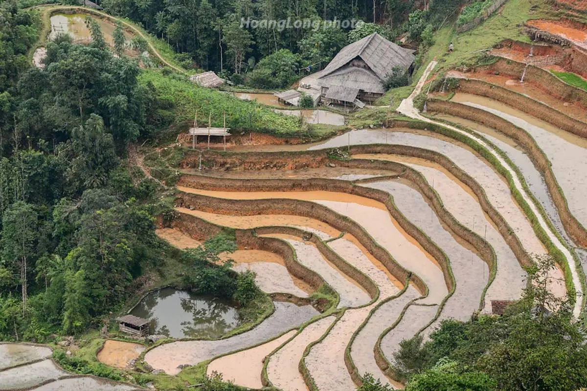 Về Nậm Ty m&ugrave;a l&uacute;a ch&iacute;n tại Ho&agrave;ng Su Ph&igrave; 5
