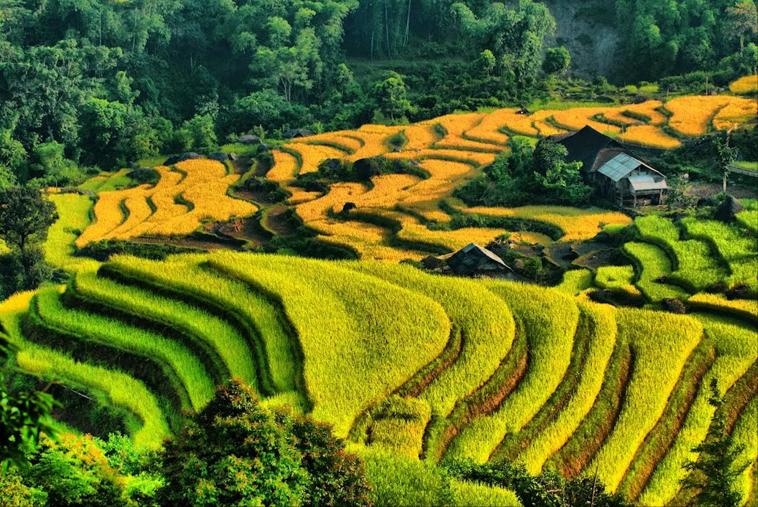 Về Nậm Ty m&ugrave;a l&uacute;a ch&iacute;n tại Ho&agrave;ng Su Ph&igrave; 2
