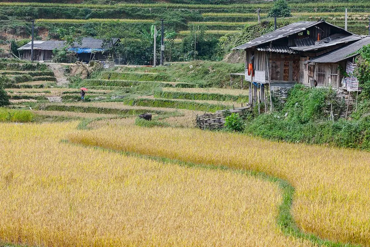 Về Nậm Ty m&ugrave;a l&uacute;a ch&iacute;n tại Ho&agrave;ng Su Ph&igrave; 6