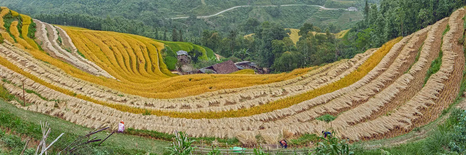 Về Nậm Ty m&ugrave;a l&uacute;a ch&iacute;n tại Ho&agrave;ng Su Ph&igrave; 7