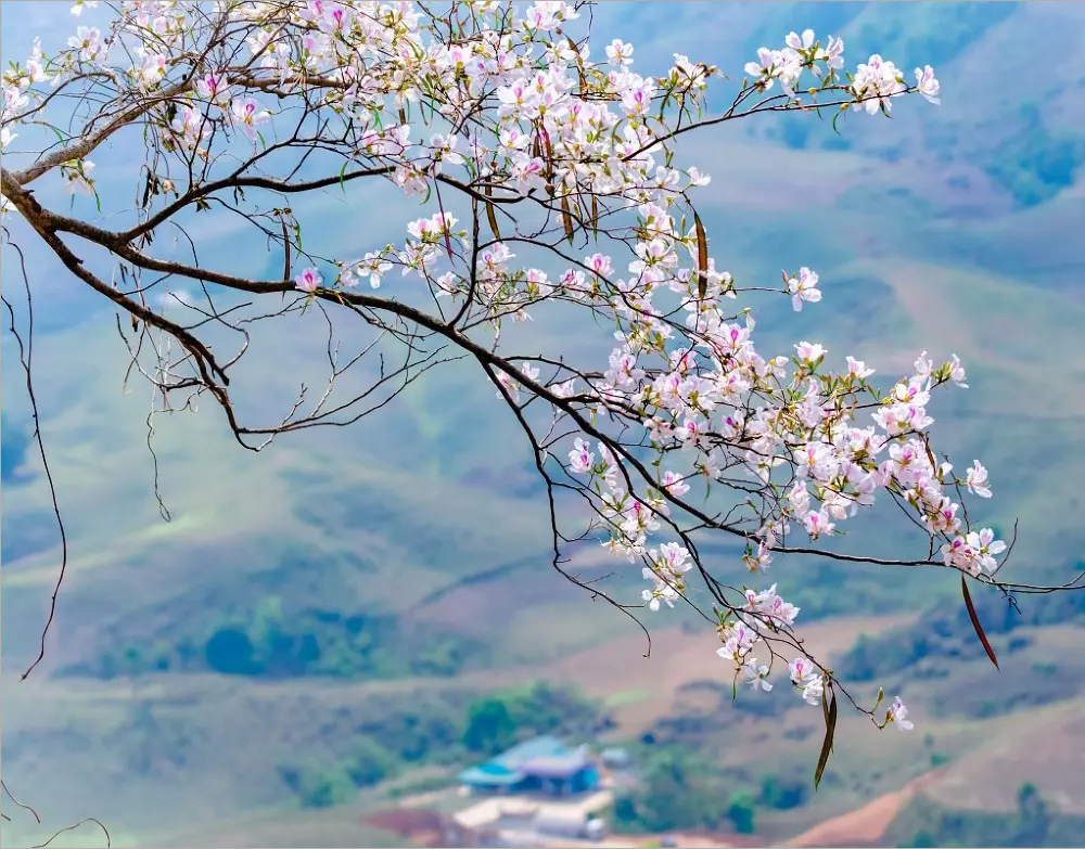 Ghé Sủng Là chiêm ngưỡng Mùa hoa mận trắng, hoa đào ở Hà Giang rực rỡ