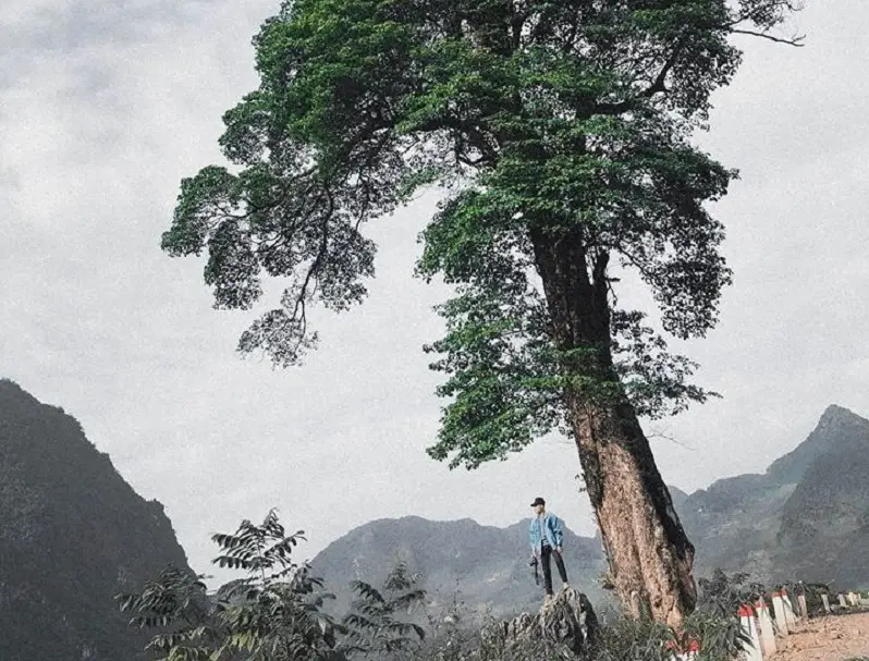 Giải mã sức hút tọa độ cây cô đơn Hà Giang cheo leo bên cung đèo
