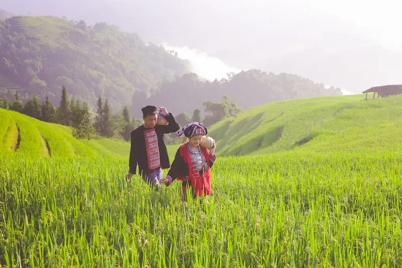 Hoàng Su Phì - Ngỡ ngàng vẻ đẹp ruộng bậc thang mùa lúa chín