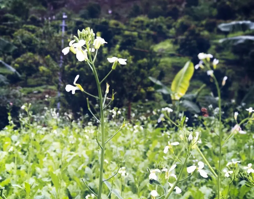 Mùa hoa cải trắng Hà Giang – Mùa hoa thương nhớ với nét mộc mạc, nên thơ