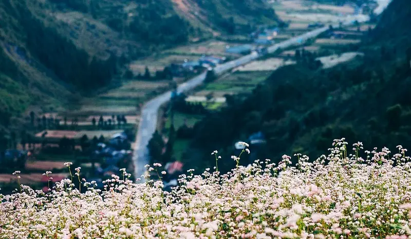 Mùa hoa tam giác mạch Hà Giang - Ngắm nhìn một Hà Giang rực rỡ dịp cuối năm
