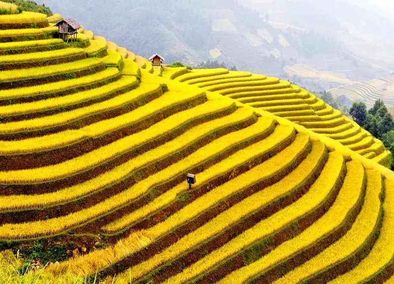Mùa vàng Hoàng Su Phì - Nét đẹp bình yên giữa chốn cao nguyên