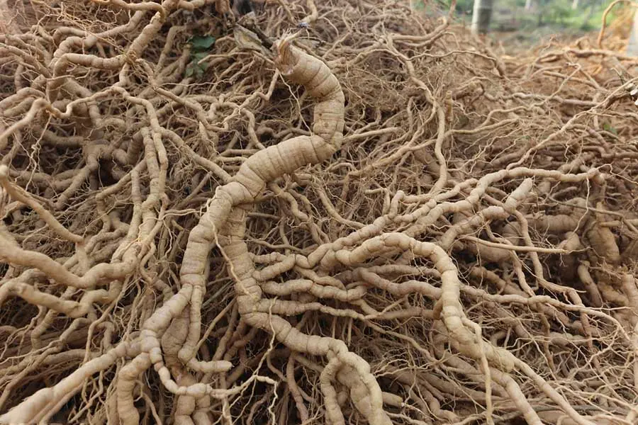 Ba kích rừng Hà Giang - Loại thảo dược quý trên cao nguyên đá