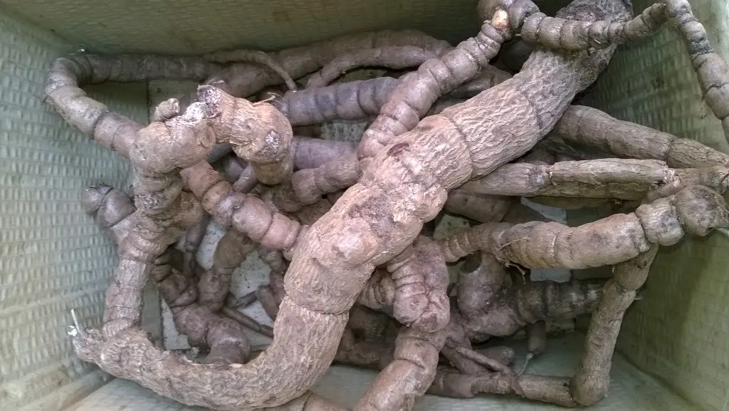 Ba k&iacute;ch rừng H&agrave; Giang - Loại thảo dược qu&yacute; tr&ecirc;n cao nguy&ecirc;n đ&aacute; 2