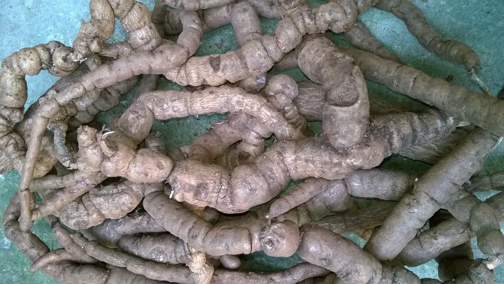 Ba k&iacute;ch rừng H&agrave; Giang - Loại thảo dược qu&yacute; tr&ecirc;n cao nguy&ecirc;n đ&aacute; 4