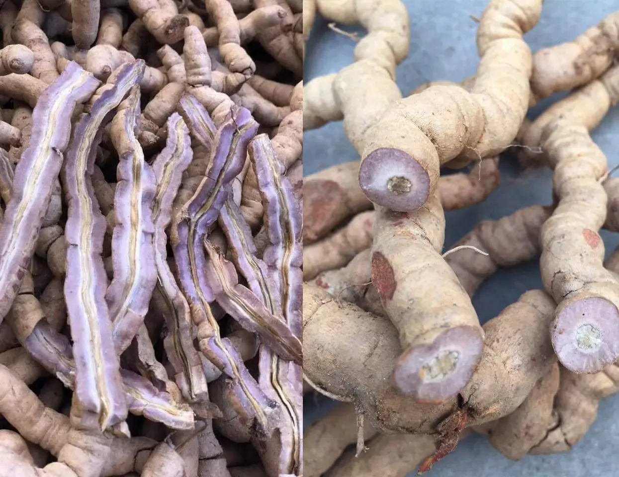 Ba k&iacute;ch rừng H&agrave; Giang - Loại thảo dược qu&yacute; tr&ecirc;n cao nguy&ecirc;n đ&aacute; 6