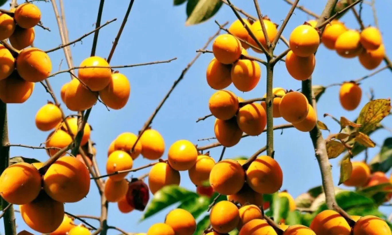 Đừng qu&ecirc;n thưởng thức đặc sản tr&aacute;i c&acirc;y rừng hồng kh&ocirc;ng hạt Quản Bạ - H&agrave; Giang 6