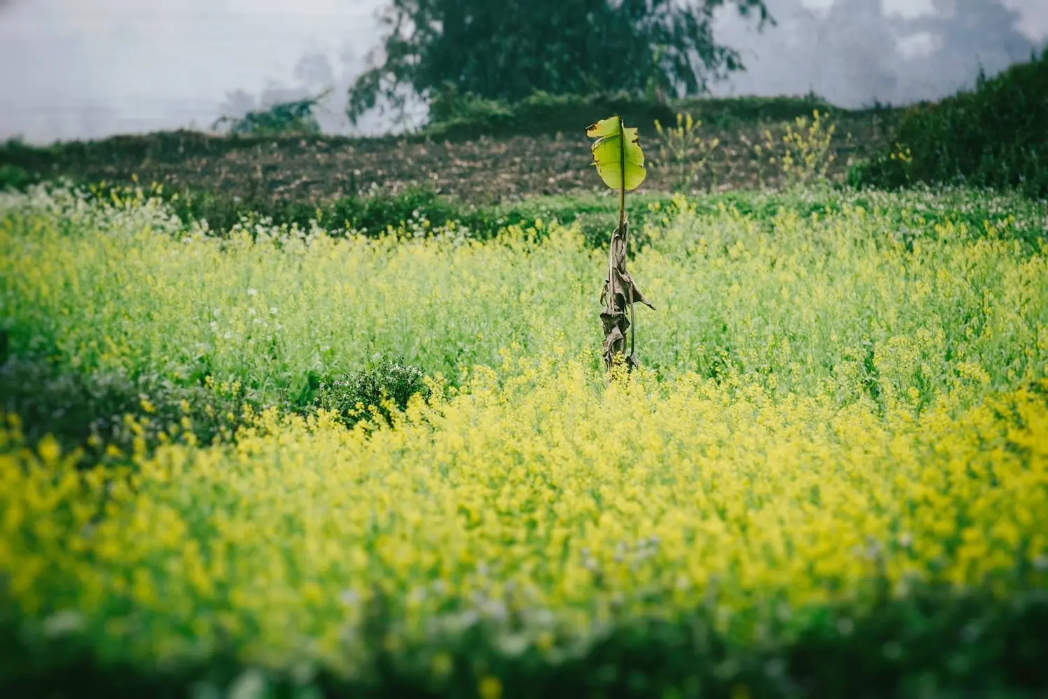 L&agrave;m sao qu&ecirc;n được l&uacute;c thớ lưỡi cay nồng với m&oacute;n rau cải cay H&agrave; Giang 4