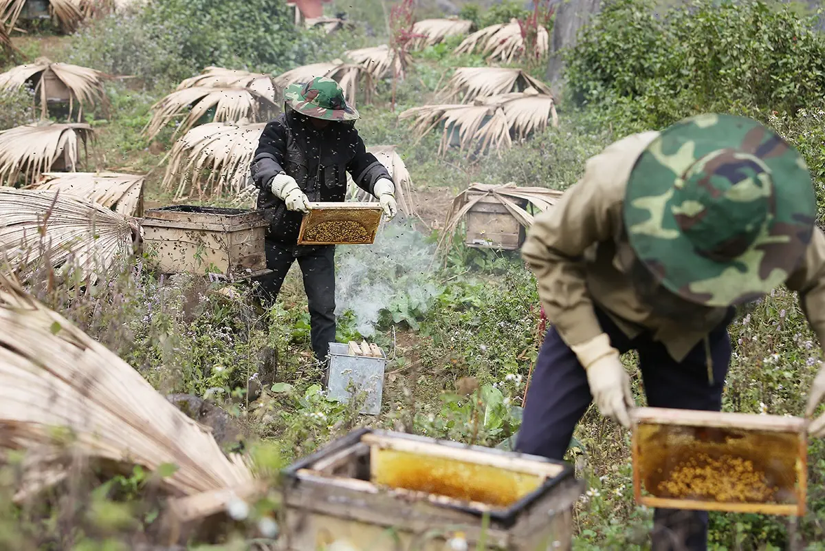Mật ong bạc hà Hà Giang - Thực phẩm vàng nơi cao nguyên đá 4