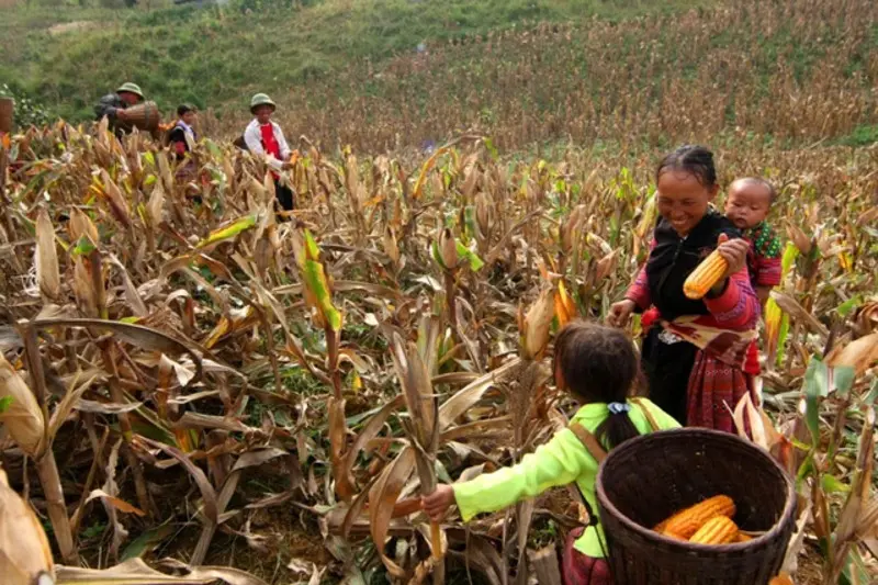 M&egrave;n m&eacute;n: Đặc sản đậm đ&agrave; hương vị nơi cao nguy&ecirc;n đ&aacute; 12